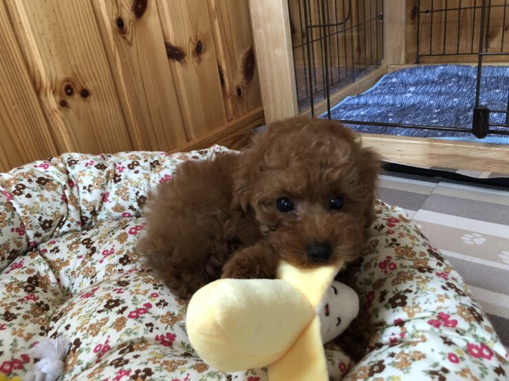 子犬を迎えるときにかかるお金